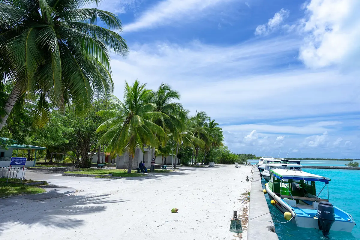 Tropical island dock with palm trees and turquoise water.