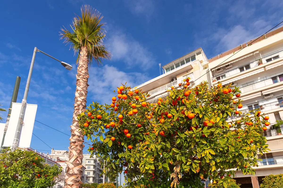 Residential buildings behind orange trees and a palm tree in Greece